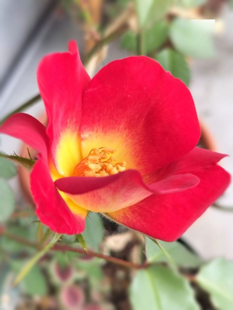 Rose ‘Cocktail’ blooms for the first time