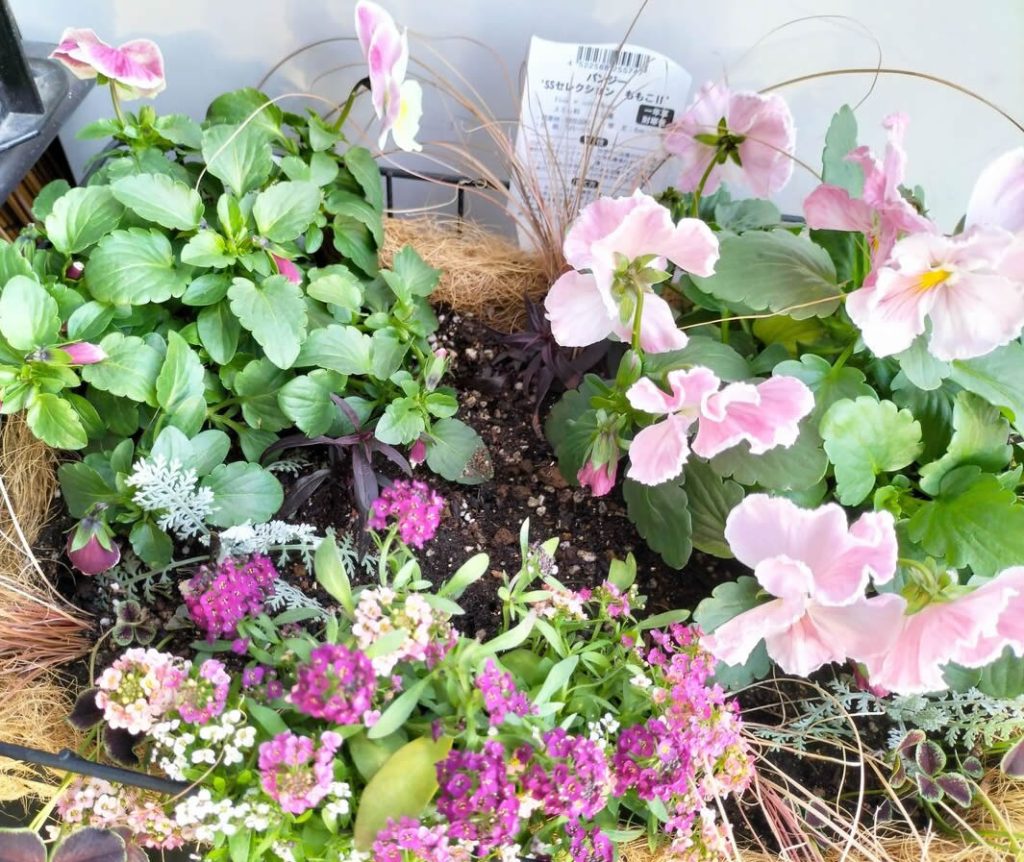 Sweet Alyssum “Sucre?”, Princess Clover “Dark Debbie”,