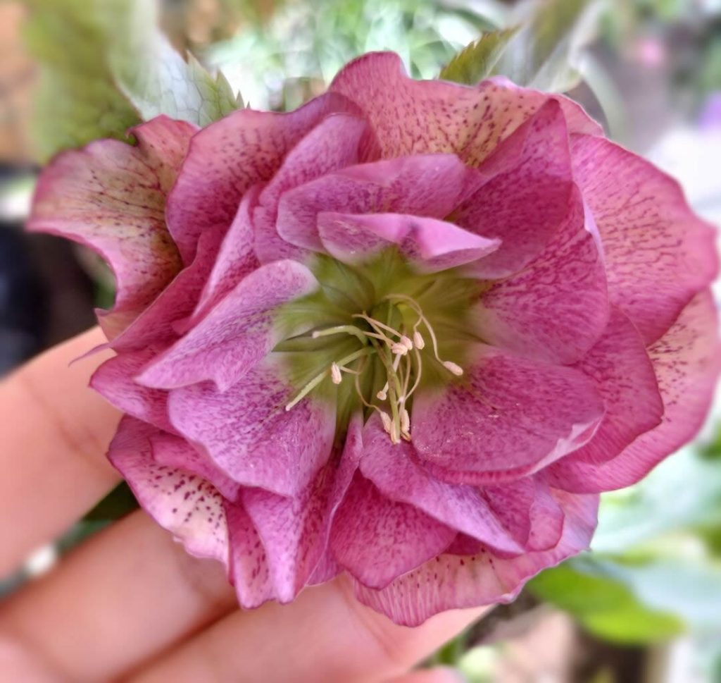 Christmas rose