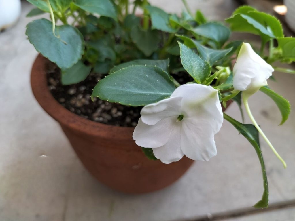 Today’s balcony – The day after the rainy season ends