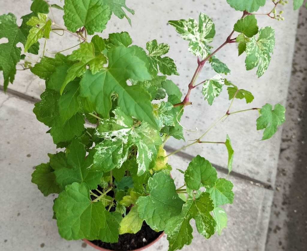 Plant variegated wild grapes