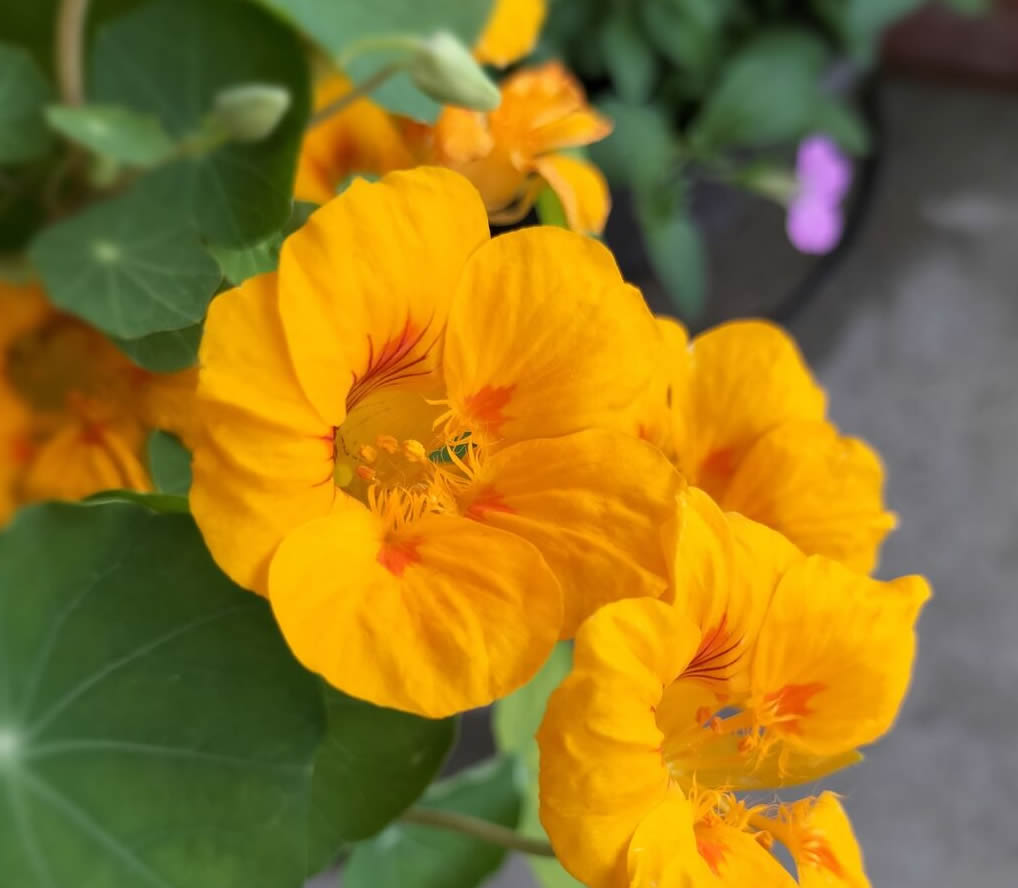 Nasturtium (be careful of drainage)