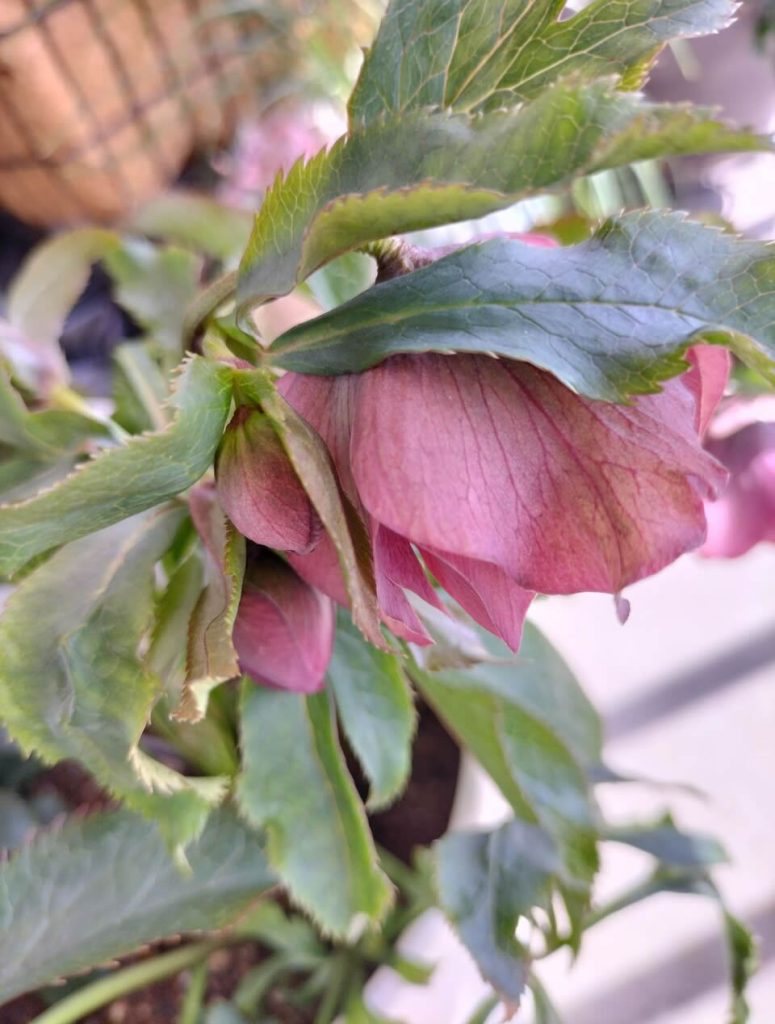 Christmas rose