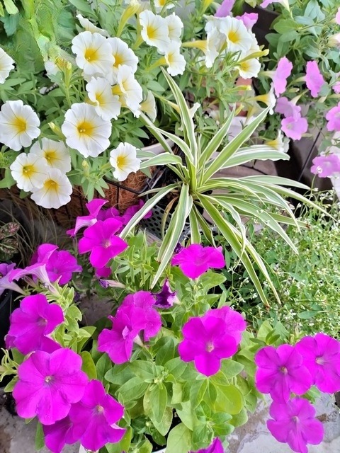 Naturally cultivated balcony gardening: The beginning