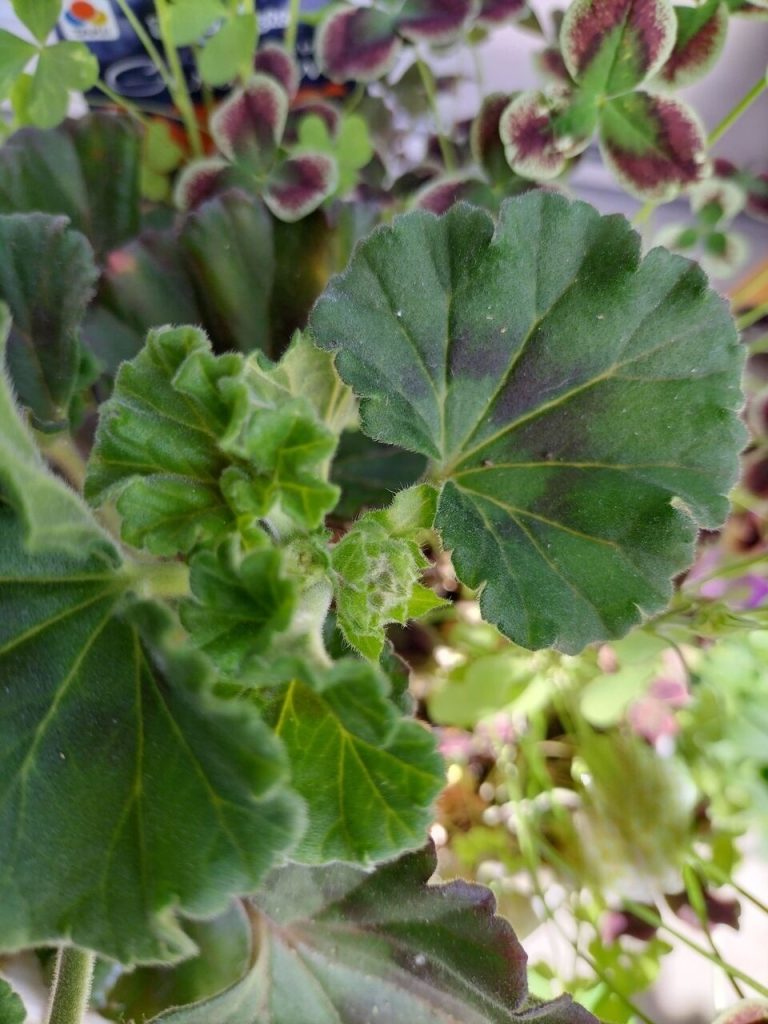 Geranium Moonlight "Senbalo"

