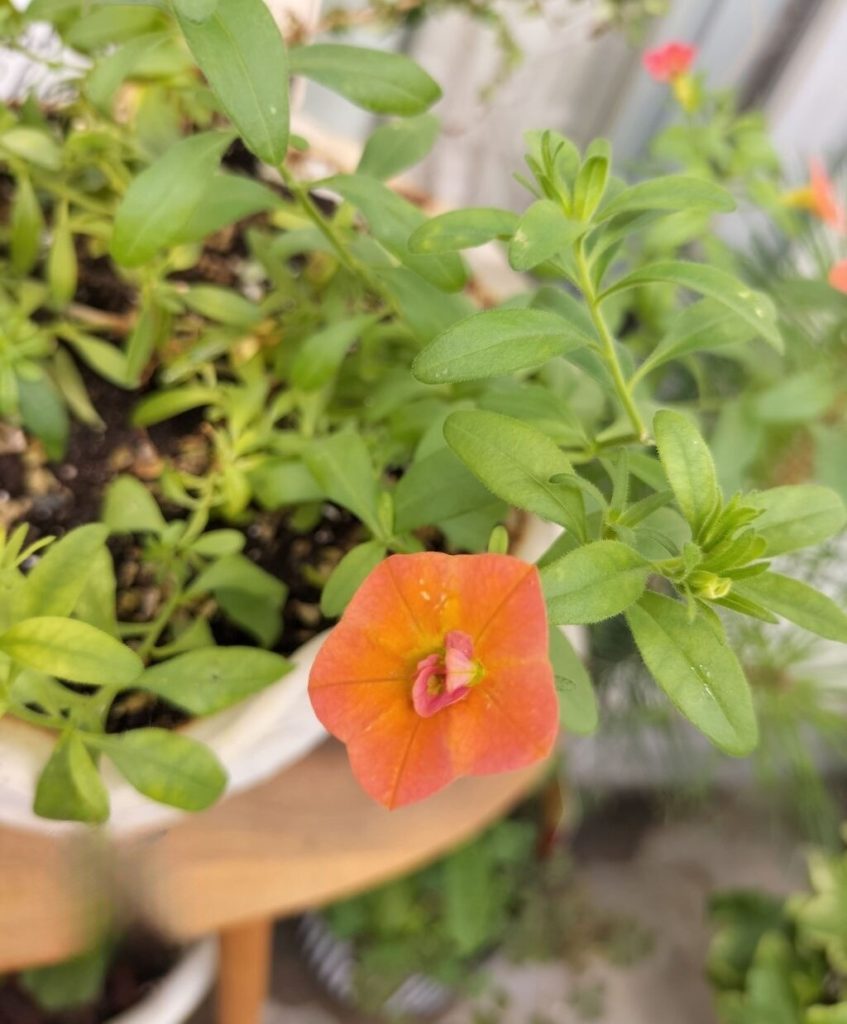 Today’s balcony -Last day of nasturtium