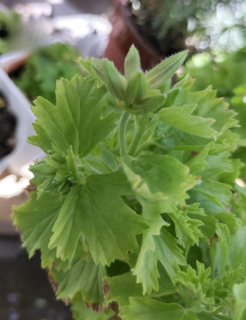 Pelargonium 'Grand Passo Plus' Sweet Pink

