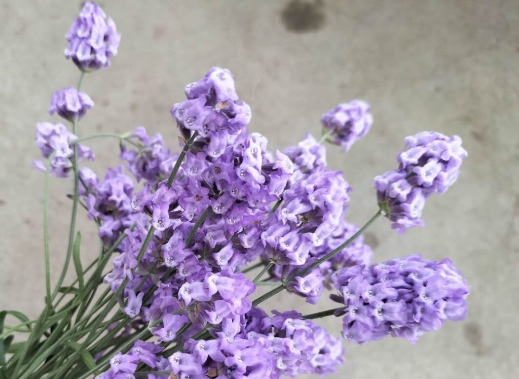 Light pruning of lavender