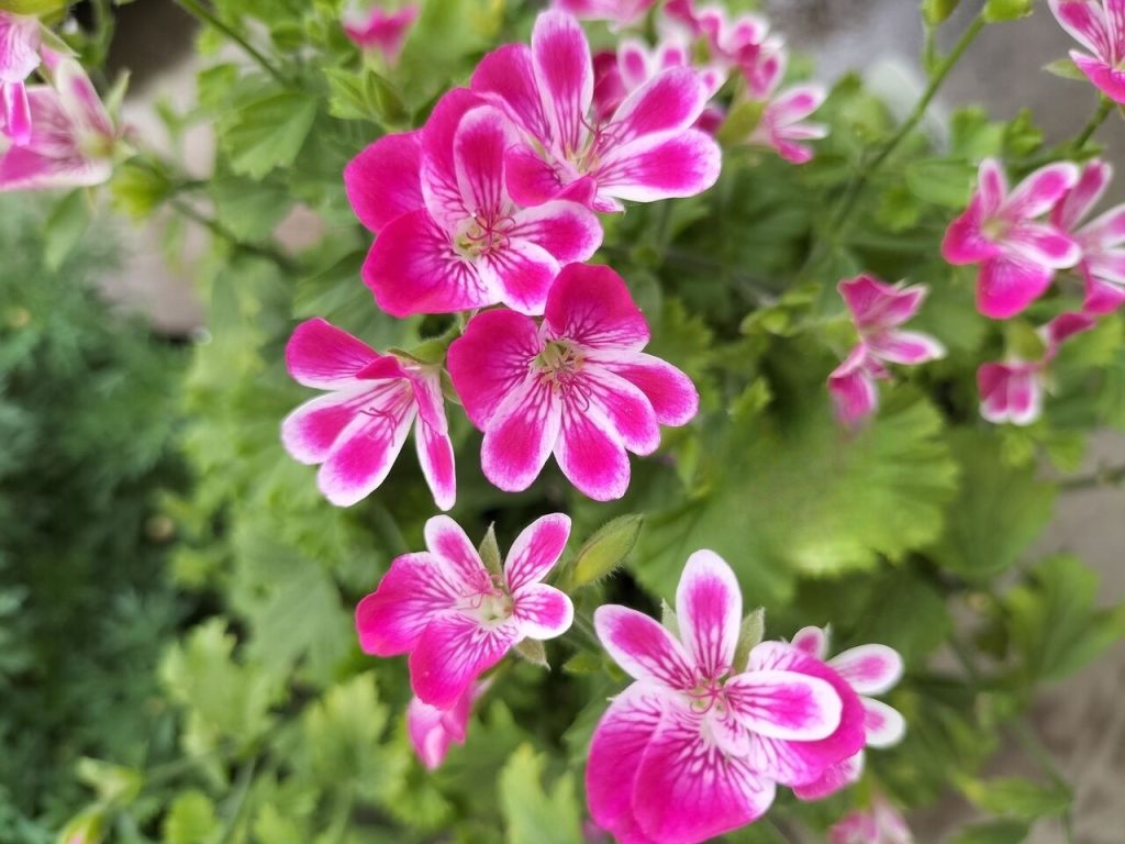 Today’s balcony – rainy season