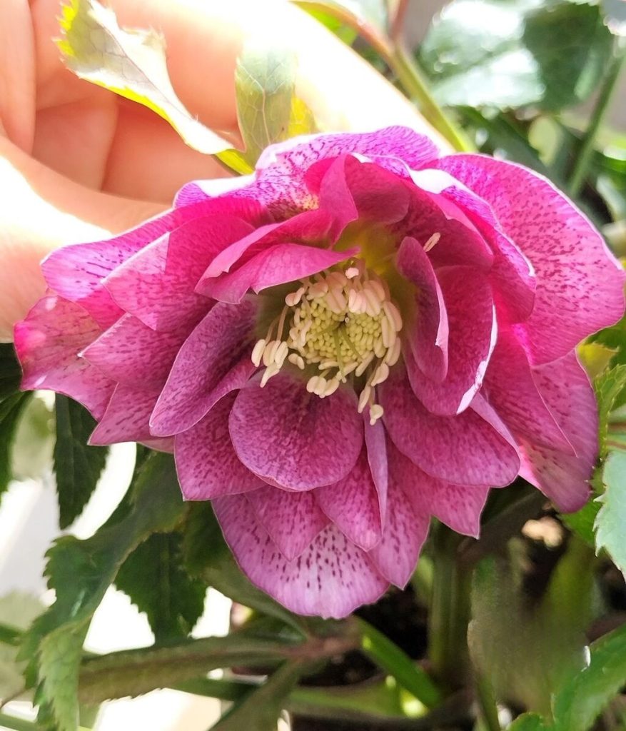 Christmas Rose