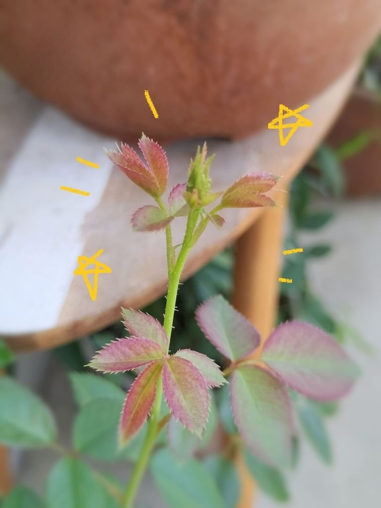 Today’s balcony -buds under the scorching heat