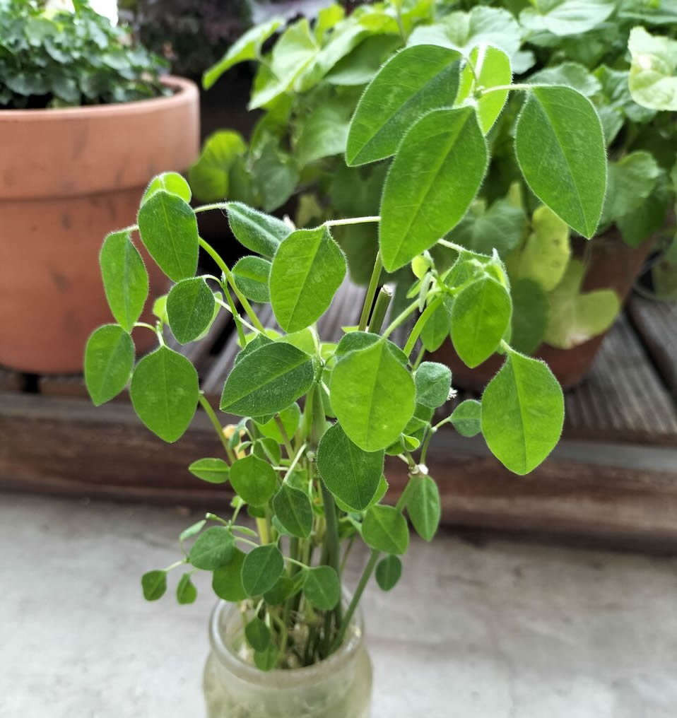 How have you prepared your balcony plants for winter?