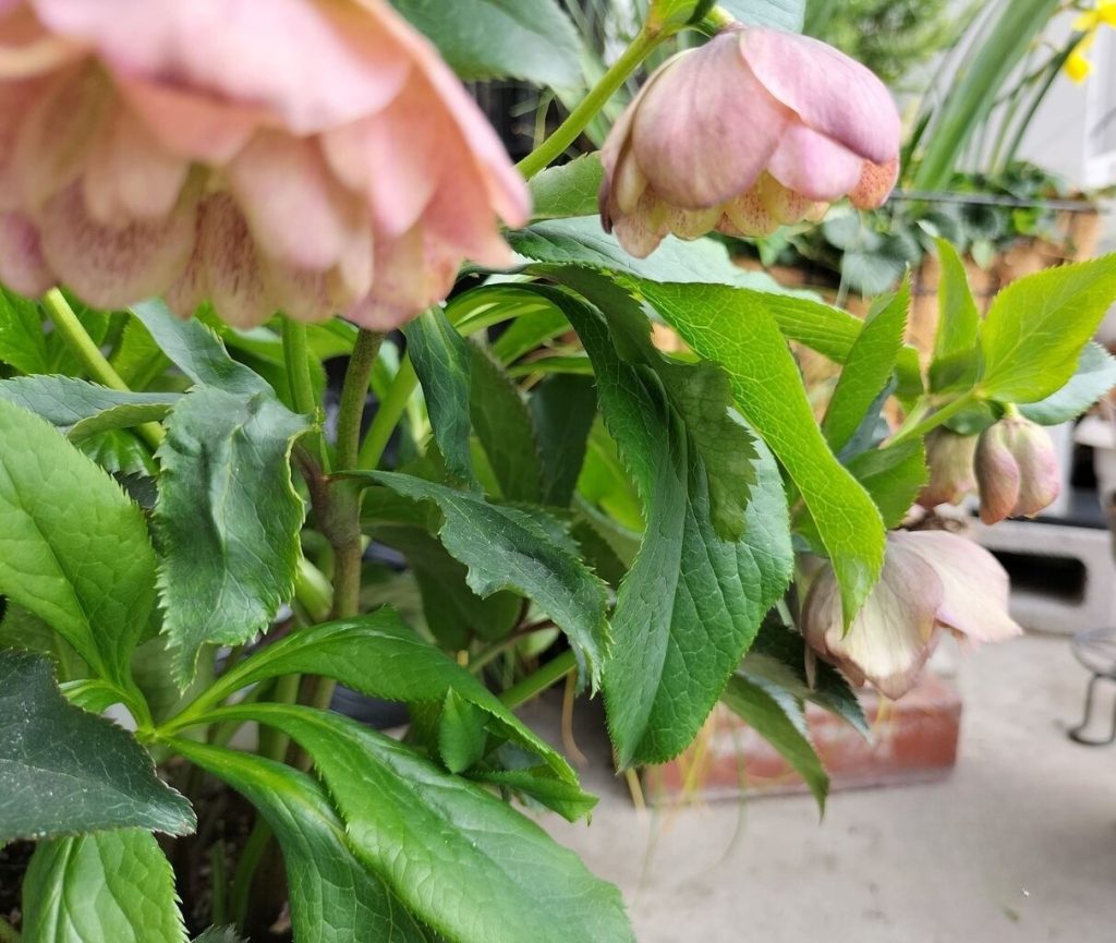 How to care for my beautiful Christmas roses