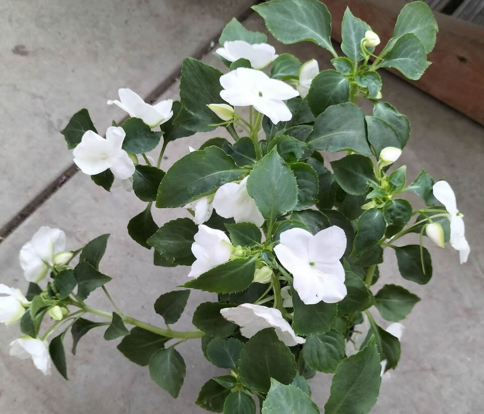 White impatiens