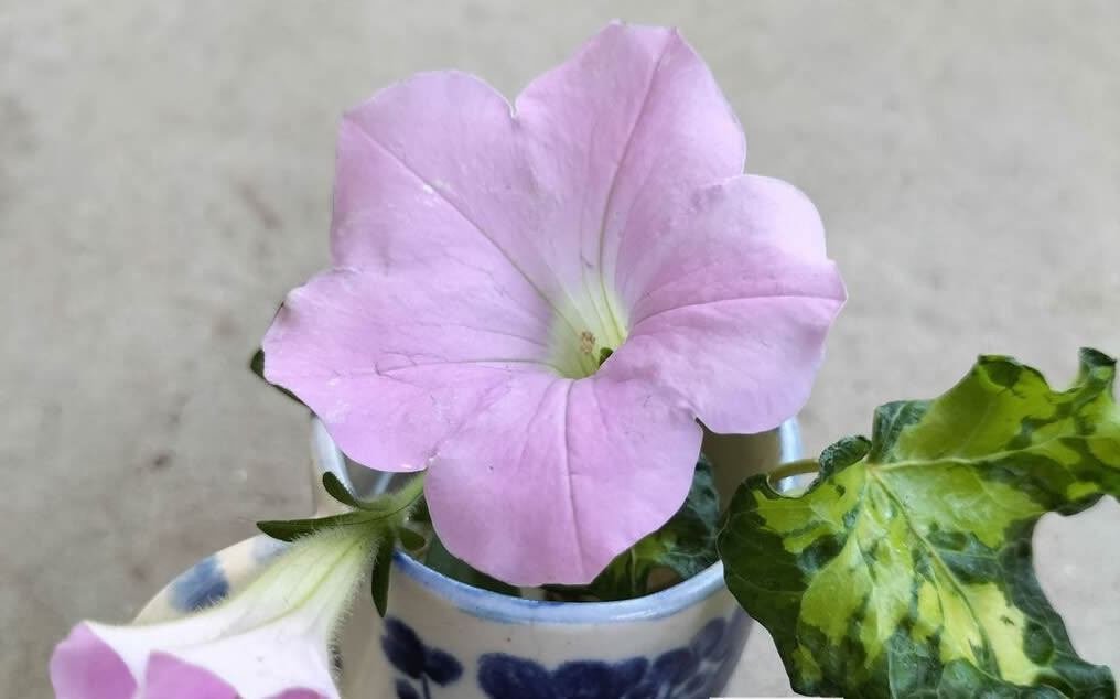 Plant petunia “Sakura Sakura”