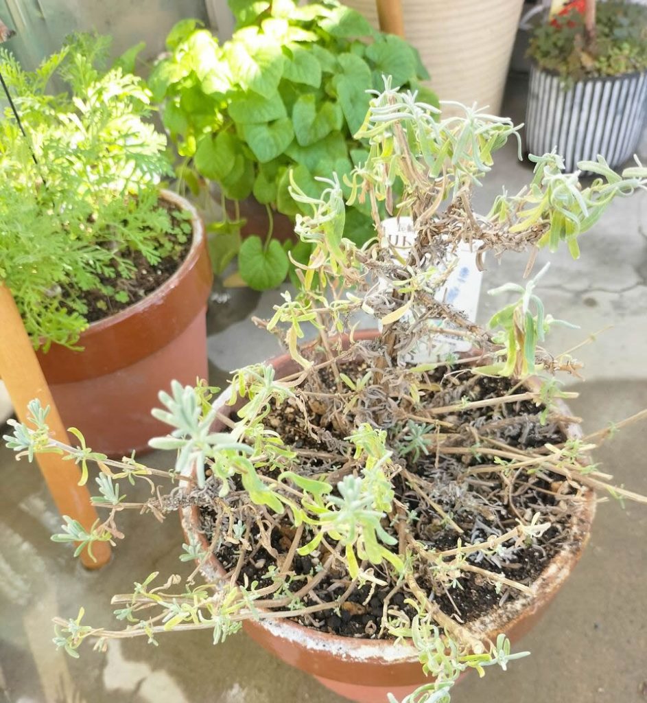 Autumn pruning of Nagasaki lavender “Little Mummy”