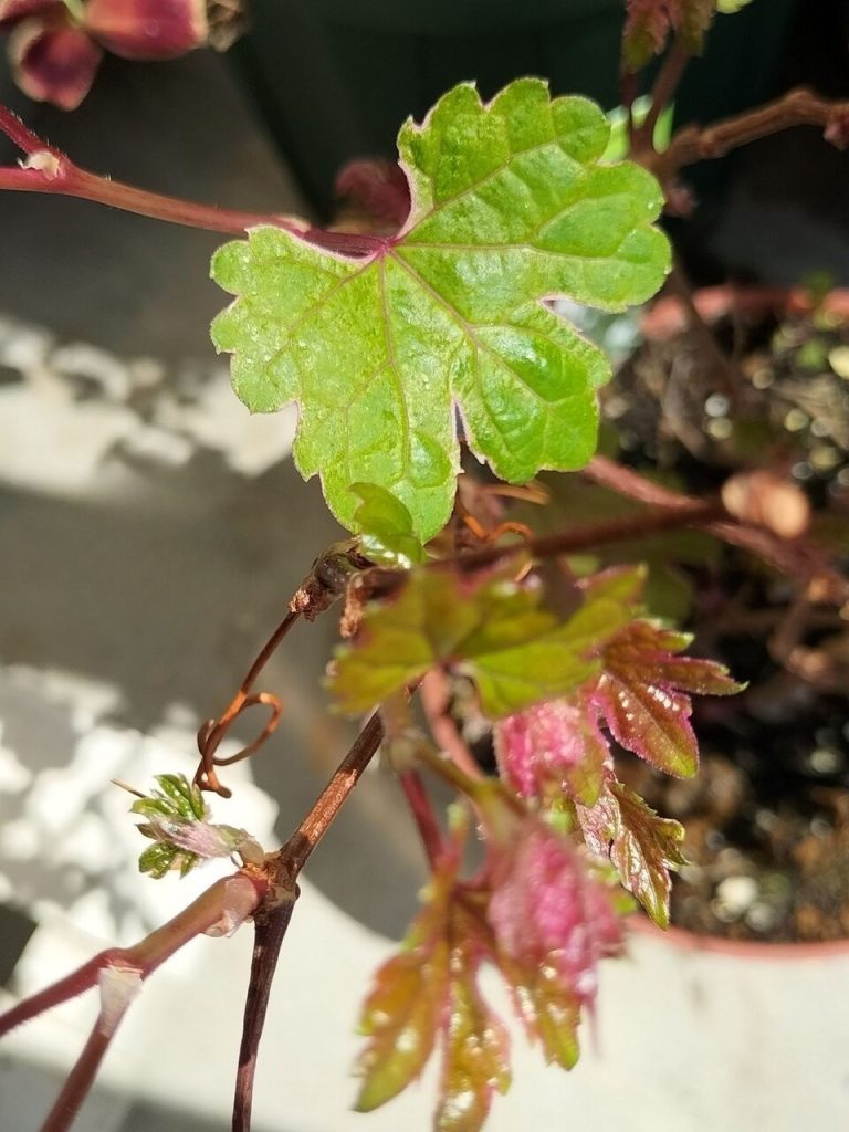 variegated wild grapes

