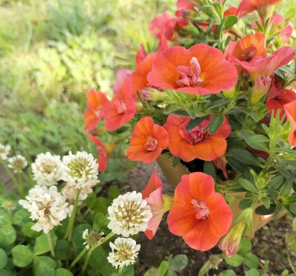 plant summer seedlings