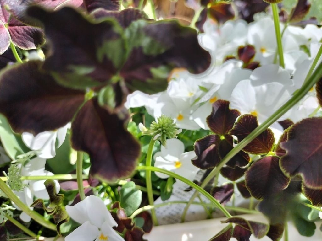 Today’s balcony -The beginning of spring