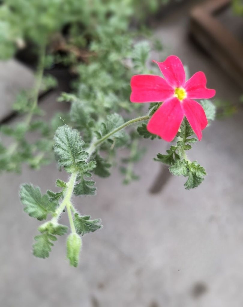 Today’s balcony -buds waiting for spring