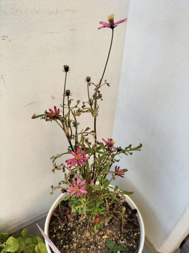 Winter pruning – chocolate cosmos and dahlias