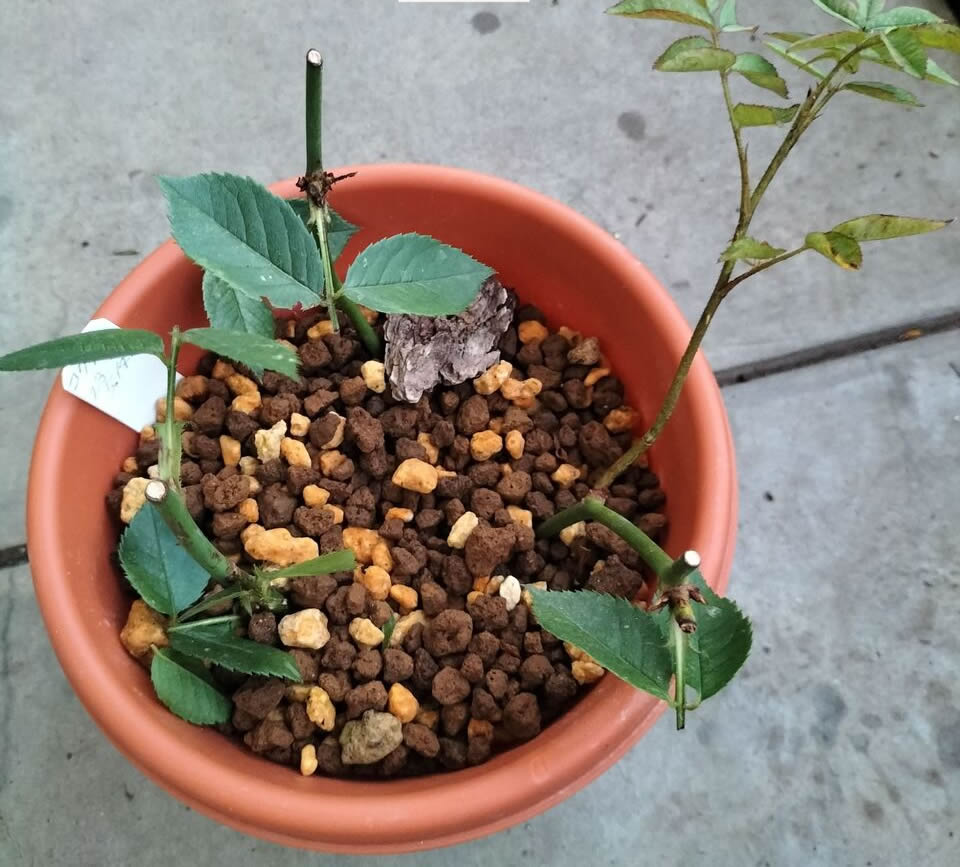 Planting summer seedlings 2