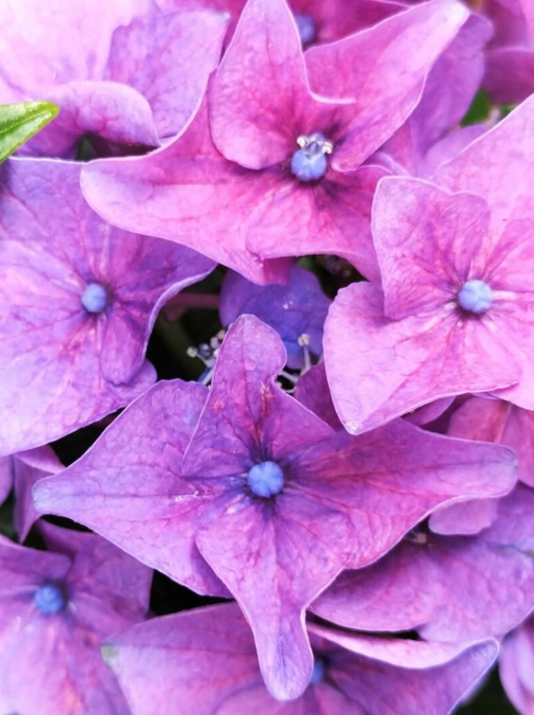 hydrangea