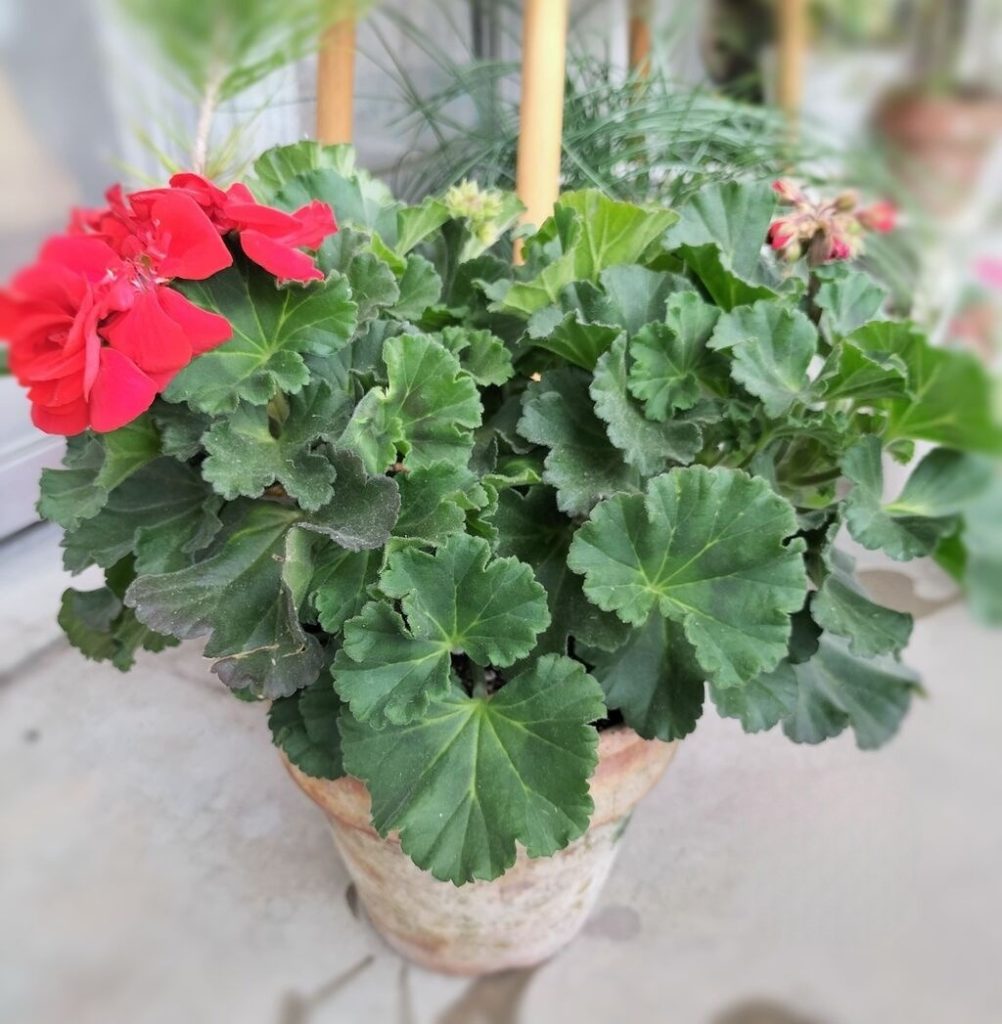 Pelargonium moonshine