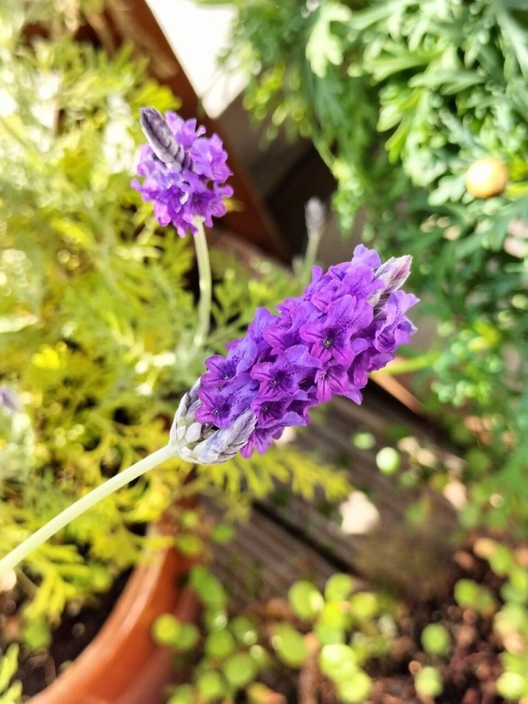 Today’s balcony new year’s buds