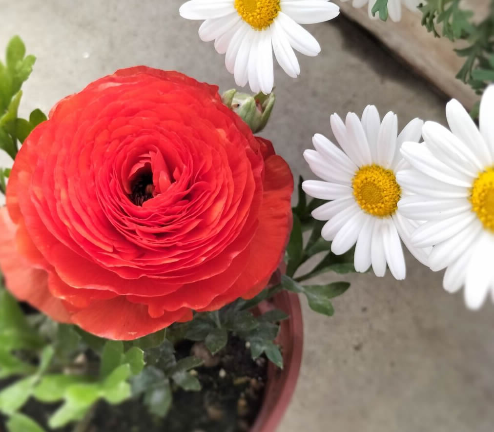 Grow the ranunculus I bought!