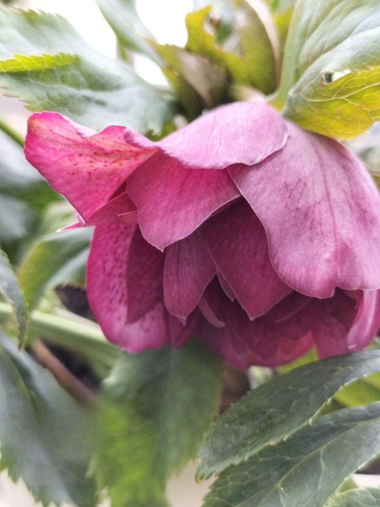 Christmas Rose