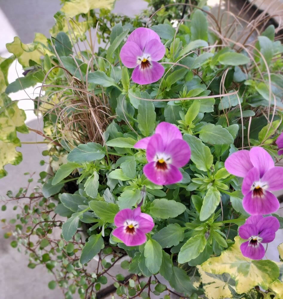 Today’s balcony -warm colored flowers