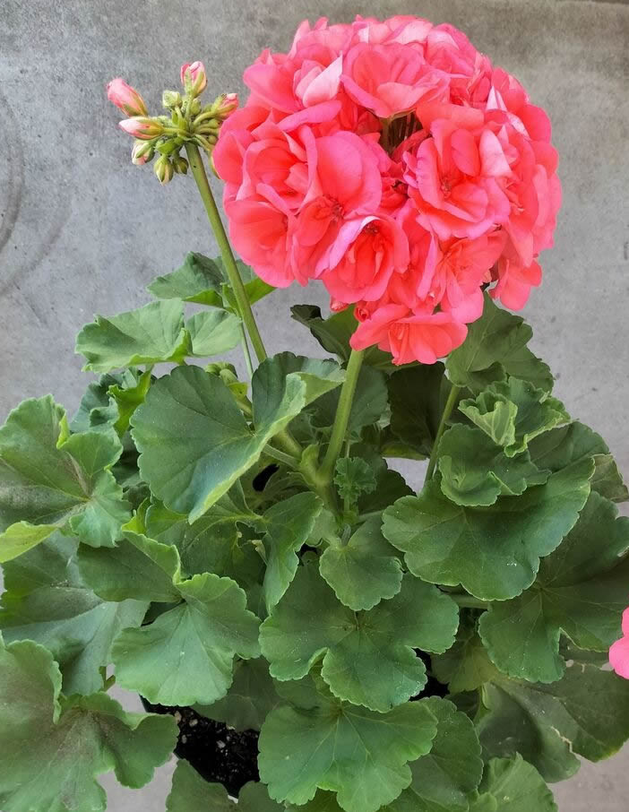 Increasing pots and replanting in early summer