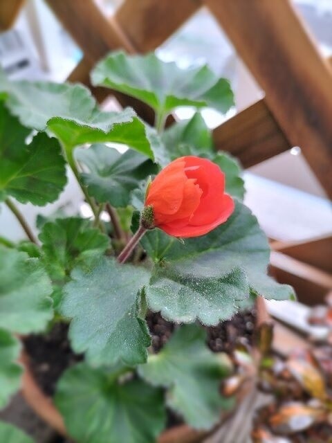 Geranium Moonlight “Senbalo”