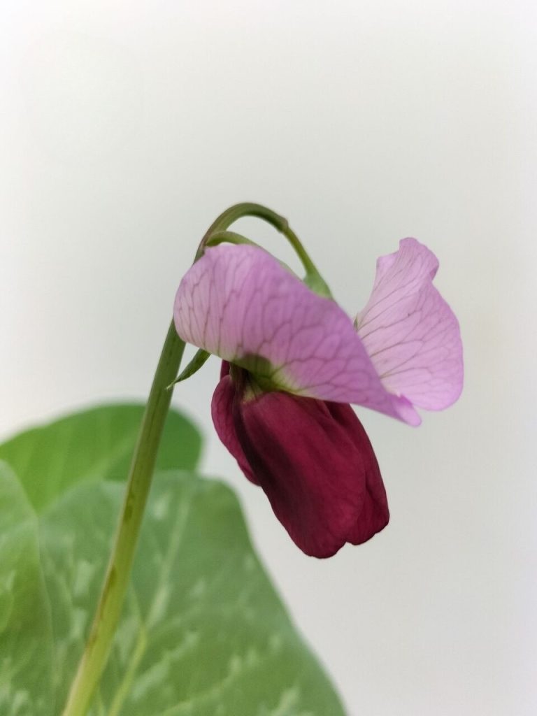 Today’s balcony – Spring with mixed plantings