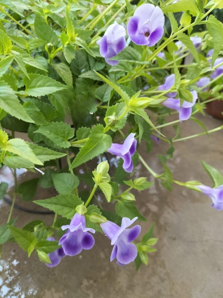 Today’s balcony -In the heat