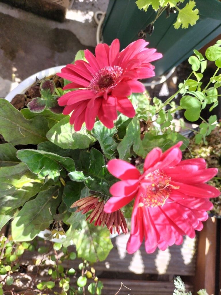 Today’s balcony -After the spring storm-