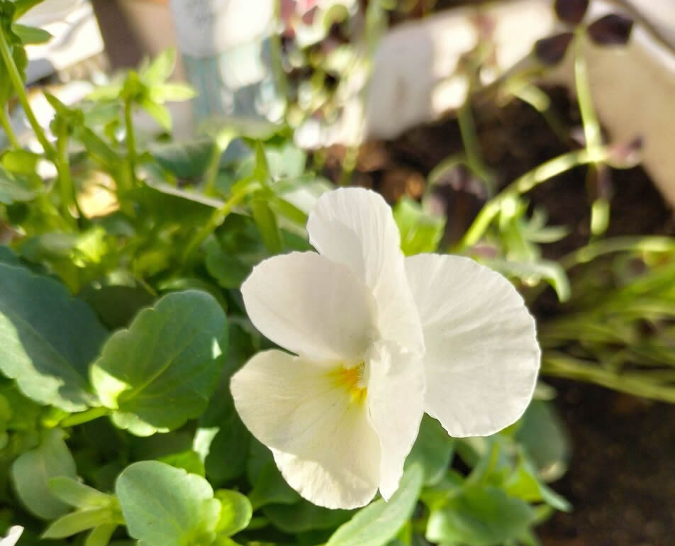 Seedlings from winter to spring ④