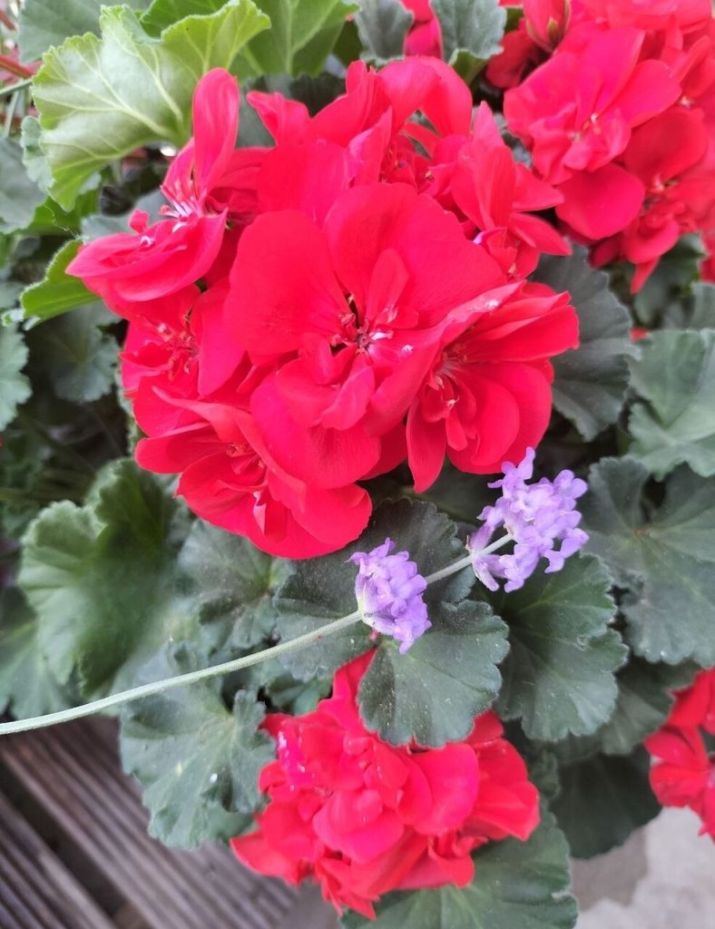 Today’s balcony -Beautiful hydrangeas