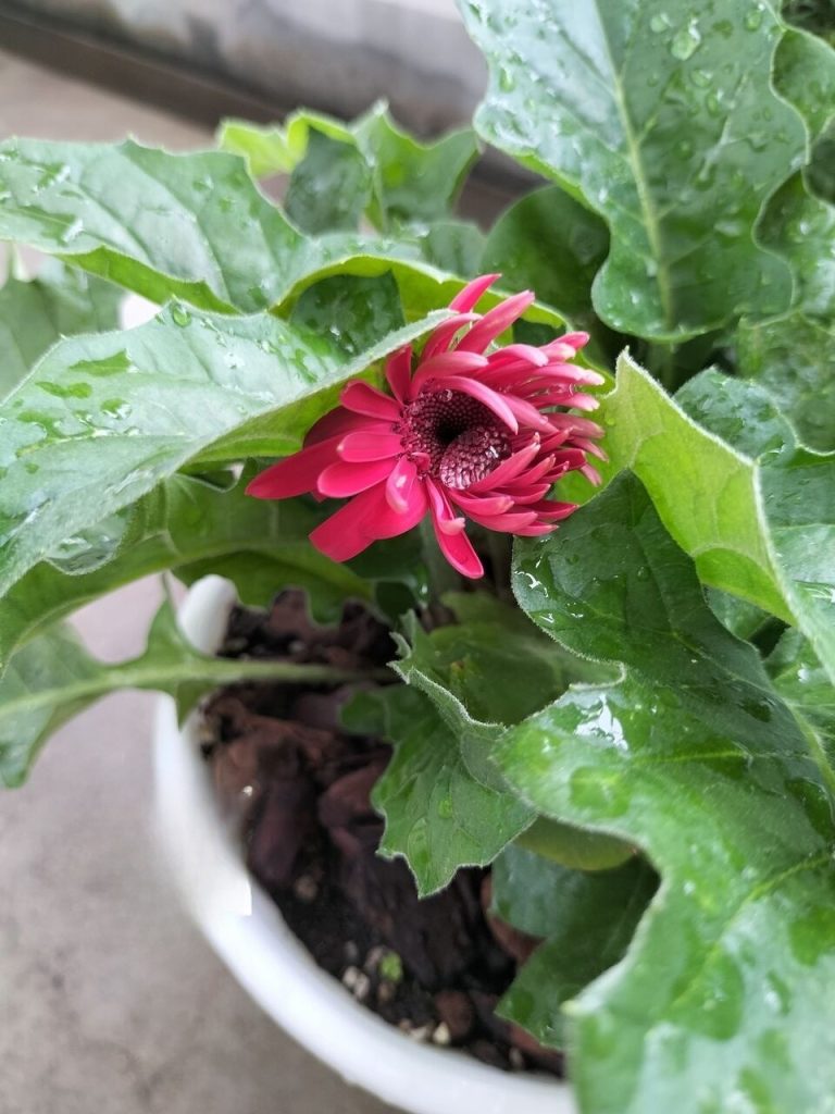 Today’s balcony – midsummer gerbera