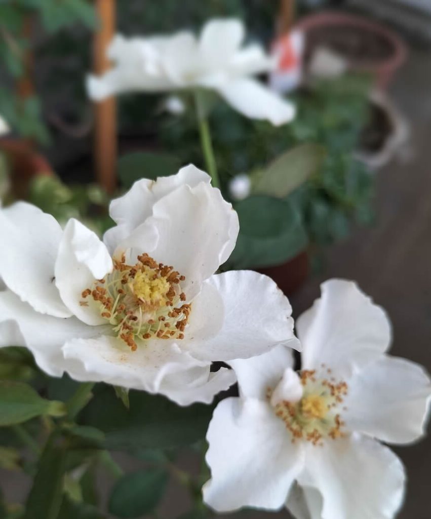 First rose cuttings