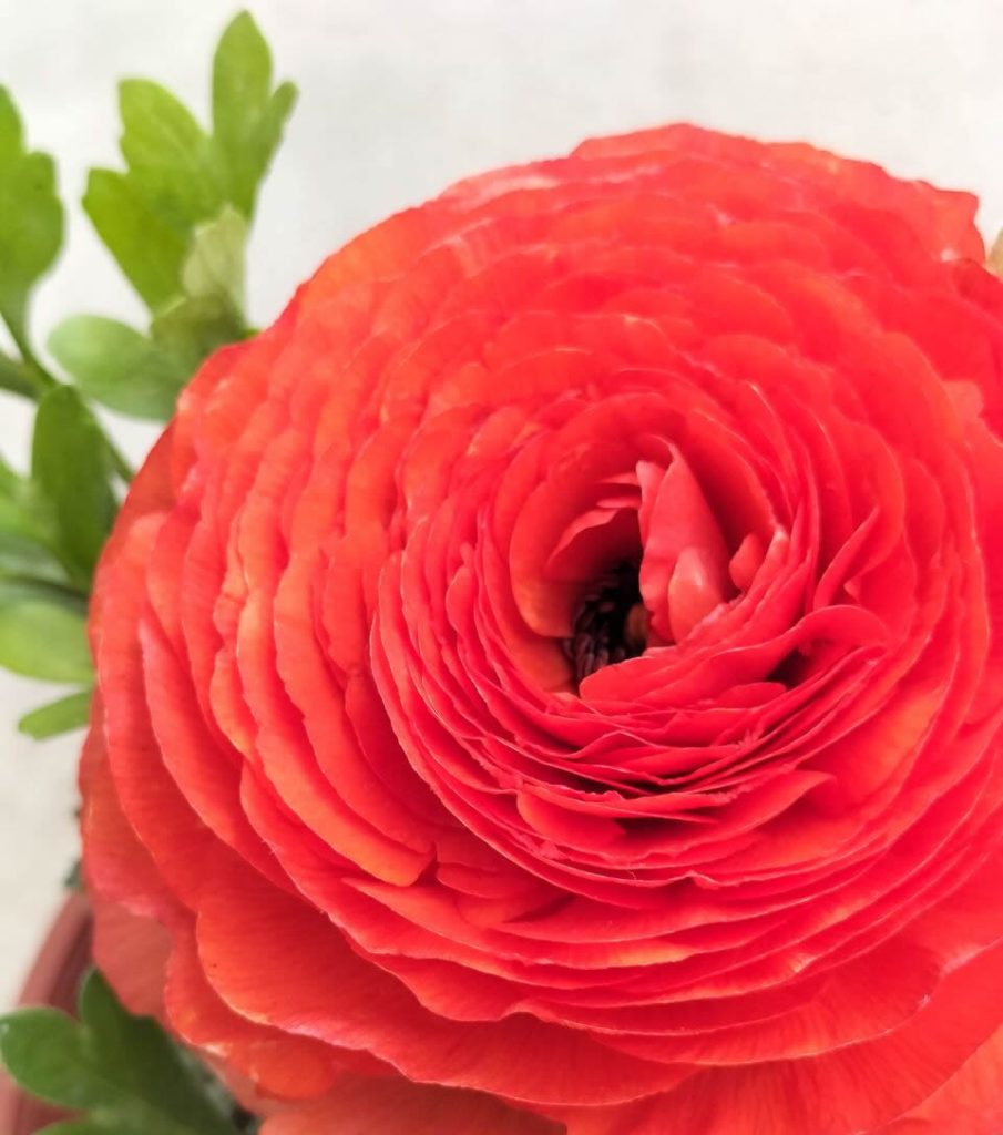 ranunculus 