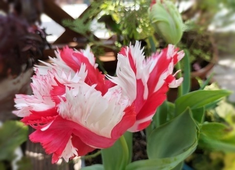 tulips ``Estella Rheinbelt''