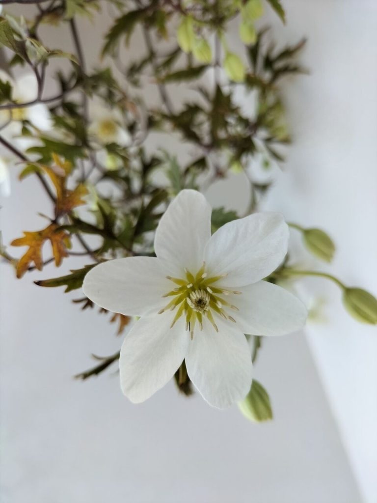 Clematis cartomaneyjo