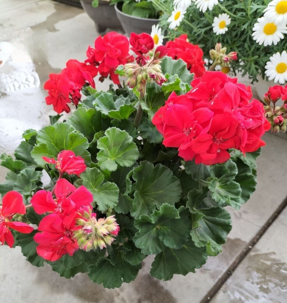 Geranium overwintering sharing