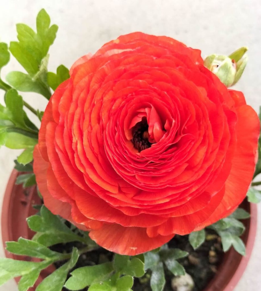 ranunculus 