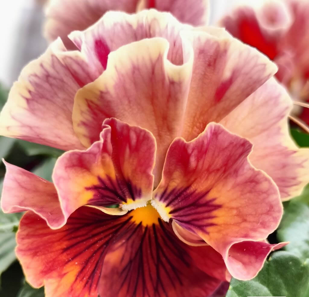 Viola decollete now