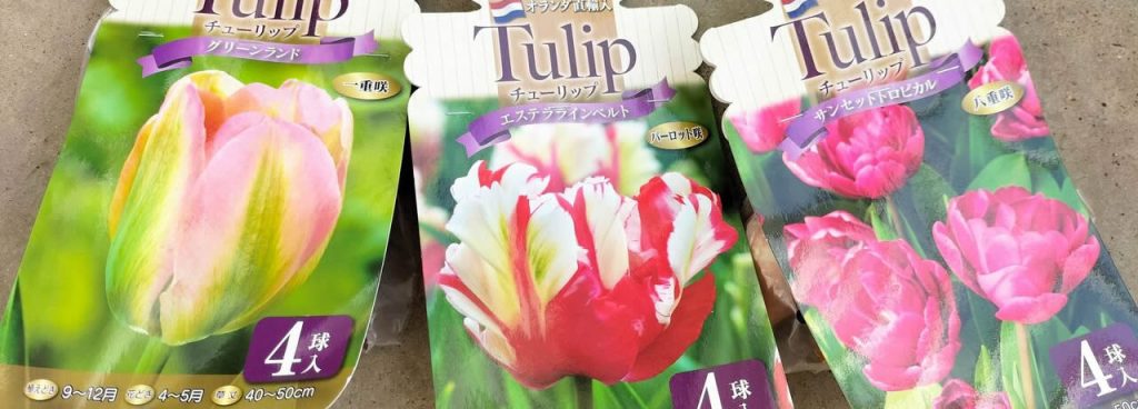 tulips