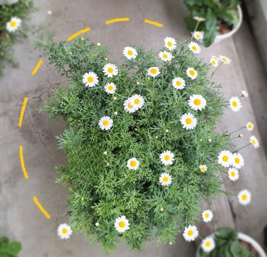 Today’s balcony – Before summer