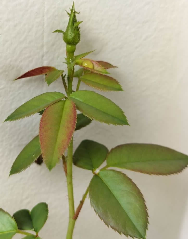 Bud removal from rose cuttings